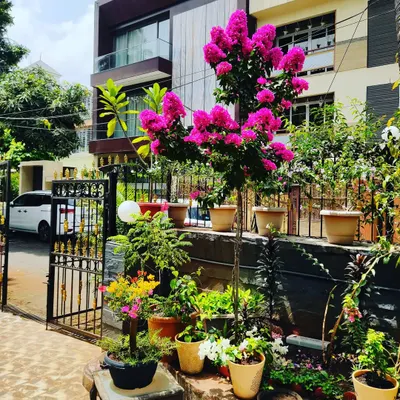 This awesome blooming bougainvillea is the star of this home garden. We specialize in the care and pruning required to get such beautiful results from flowering trees.