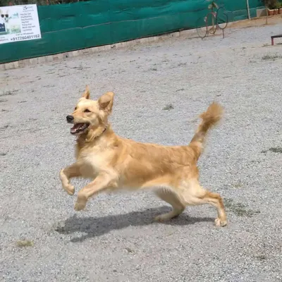 This is what true freedom looks like. A joyful dog caught mid-leap, enjoying the wide open space of our off-leash dog park.