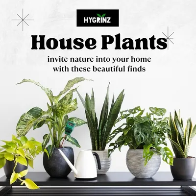 A beautiful arrangement of popular houseplants, including Snake Plants and Monsteras. I can help you select a collection that brings nature indoors and complements your home decor.