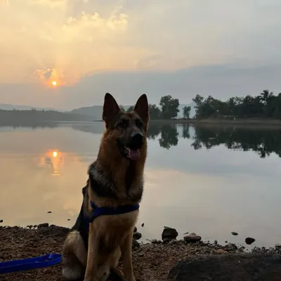 Our German Shepherd, Jiraiya, taking in a peaceful sunset by the lake in Kamshet. I focus on capturing these quiet, majestic moments where your pet's personality shines against a beautiful natural backdrop.