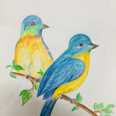Learning to blend colors smoothly is a key skill I teach. This drawing of two birds shows how my student used multiple shades of blue, yellow, and orange to create a soft, realistic feather effect.