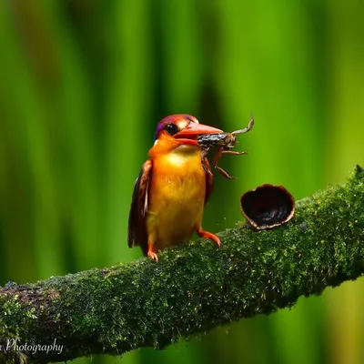 A splash of color! This Oriental Dwarf Kingfisher, with a fresh catch, is a testament to the vibrant life found in India's forests. The rich greens of the background make its rainbow plumage pop even more.