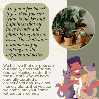 As a pet lover, I know the joy our furry friends and plants bring. That's why we've carefully curated a collection of non-toxic, pet-friendly plants you can welcome home without any worries.