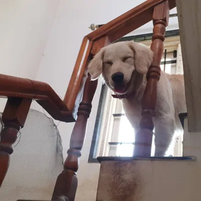 This blissful smile captures the feeling of being completely at ease. Dogs thrive when they feel safe and loved, and my home is designed to be their happy place.