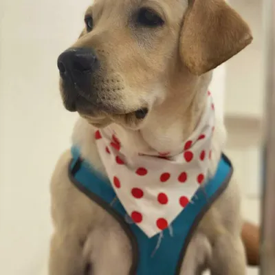 Frodo the Labrador is looking very handsome in his red and white polka-dot bandana. It's a classic look for a classic good boy.