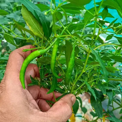 A handful of vibrant green chillies, freshly picked from a healthy, bushy plant. We manage your garden to ensure a continuous supply of such kitchen staples.