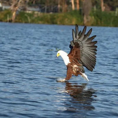 The alpha of the skies. An African Fish Eagle swoops down to the surface of Lake Naivasha, its wings spread in a display of power and precision. Capturing birds in action like this requires fast shutter speeds and anticipating the moment.