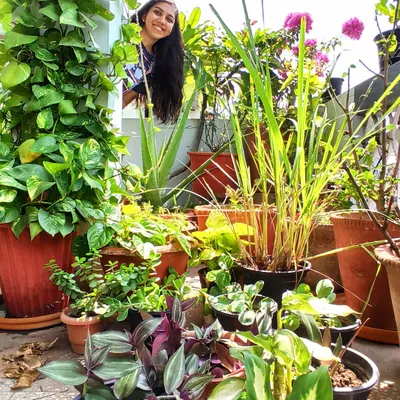 Just peeking out from my jungle of potted plants. My balcony is filled with a mix of wandering jew, lemongrass, aloe vera, and pothos, creating layers of green.