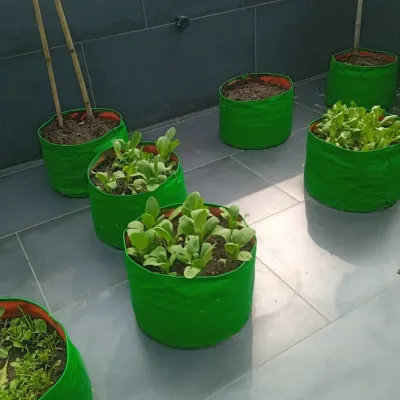 This is the beginning of a beautiful organic terrace garden. Here, I've set up grow bags with young leafy greens, which are easy to grow and provide quick harvests.