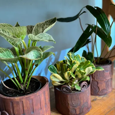 I love collaborating with local artisans. These rustic, minimal planters are from the "Desert Sands" collection, handmade by Veena from The Pottery Room. They pair so beautifully with classic Philodendrons and Peperomias.