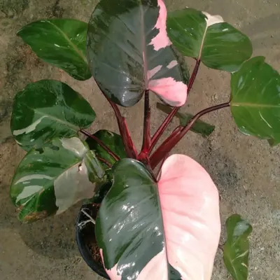 The Philodendron Pink Princess is a highly sought-after plant for its stunning pink variegation on dark green leaves. A true collector's item.