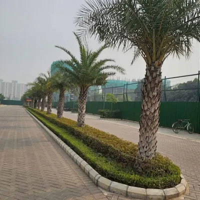 This is a project where we landscaped a wide roadway for a commercial or residential society. We planted a row of date palms in a raised bed with neat groundcover, creating an impressive and orderly look that enhances the property value.