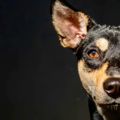 A dramatic, artistic portrait of Luna the Indie. The use of shadow and light highlights her striking features and intense gaze.