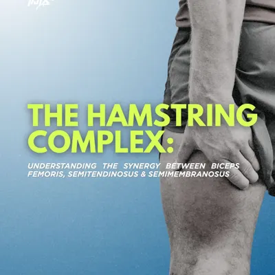 This image introduces the hamstring not as one muscle, but as a complex system of three. Understanding the synergy between the biceps femoris, semitendinosus, and semimembranosus is the key to effective rehabilitation and performance.