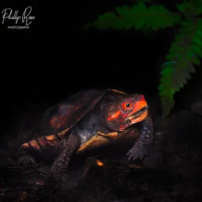 My dream of finding the Cochin forest cane turtle came true. This is one of the world's rarest turtles, and photographing this individual after years of searching was an unreal find.