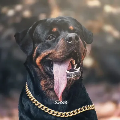 A stunning portrait of Partha, a handsome Rottweiler. The shot captures his happy expression and impressive stature, with the gold chain adding a touch of his unique personality.