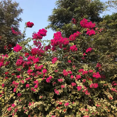 A massive Bougainvillea bush in full bloom, showing just how spectacular these plants can be. They are perfect for creating a dense, colorful screen or hedge.