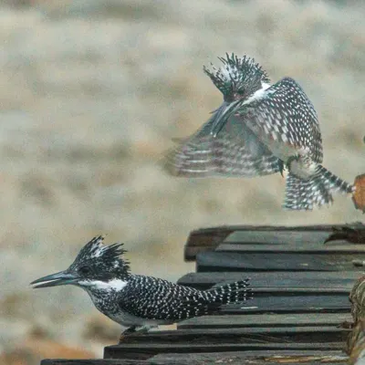 This sequence captures a male Crested Kingfisher attempting to mate with a female at Corbett National Park. It's a rare glimpse into the courtship rituals of these large, striking birds that frequent the Himalayan rivers.
