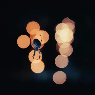 A single exposure of a Brown Sailor Spider against out-of-focus fairy lights. The composition uses the bokeh circles as a graphic element, creating a stage for the spider's silhouette.