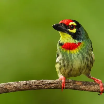 The Coppersmith Barbet, a bird more often heard than seen. Its stunning combination of red, yellow, and green makes it look like a tiny jewel perched on a branch.
