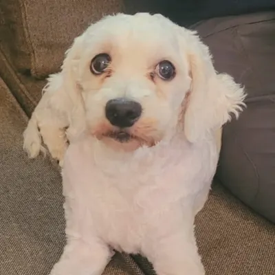 Look at those big, soulful eyes. This sweet white dog, a Coton de Tulear or a similar mix, is looking adorable after a fresh trim. Every dog has a unique personality that shines through when they feel good.