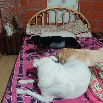 People say shelter dogs are broken, but I see resilience. This is my pack, a mix of rescues and guests, living in harmony. It took work, trust, and a belief in Kintsugi, the art of mending with gold, to get here. We are all a bit broken, and that's what makes us beautiful.