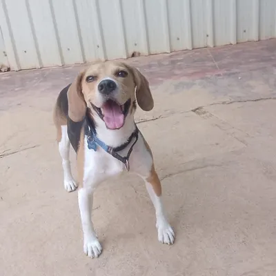 This happy Beagle is all smiles. We live for these moments of pure joy from our guests.