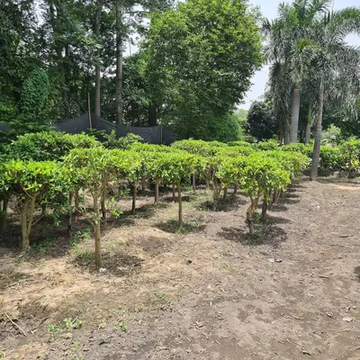 These Ficus plants are grown and prepared specifically for creating topiaries and dense hedges. I supply these in large quantities for uniform and consistent landscape designs.