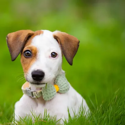 This is Frankie, an adorable indie puppy looking for his forever family. His curious eyes and sweet face are sure to capture someone's heart. He has now been adopted!