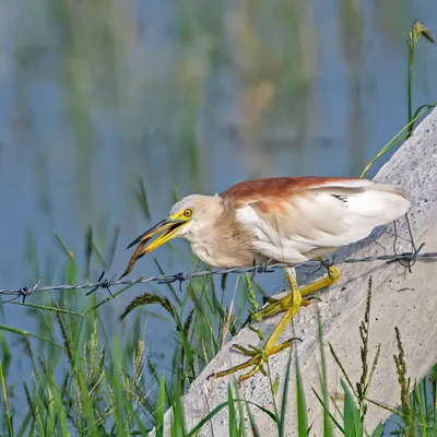 An Indian Pond Heron, in its breeding plumage, has successfully caught a fish. These birds are common but fascinating to watch as they hunt.
