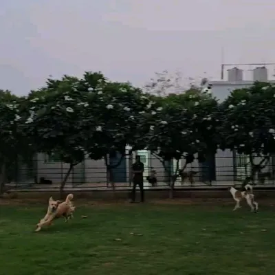 Zoomies are a daily occurrence here. This shot captures the energy and freedom our guests enjoy in the open play area, with our safe boarding kennels visible in the background.