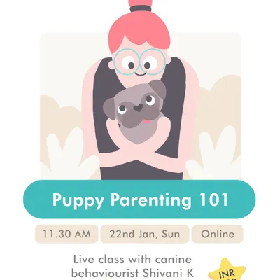 Bringing a new puppy home is exciting but can also be overwhelming. This is an ad for my "Puppy Parenting 101" class, where I cover everything you need to know to get started on the right foot, from house-proofing to initial training.