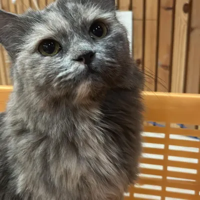 Meet Icey, a beautiful Persian cat staying with us. I make sure my feline guests have a peaceful and comfortable environment where they can relax and feel secure.