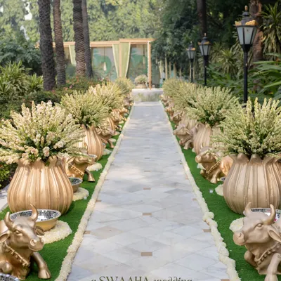 An elegant and traditional Haldi walkway. The path is lined with golden cow statues and large brass urns filled with tuberose, creating a serene and auspicious entrance for the ceremony.