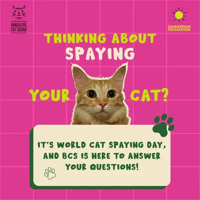 Thinking about spaying or neutering your cat? You're in the right place. We're here to provide all the information you need to make a confident and compassionate decision for your furry friend.