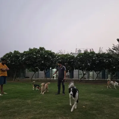 A glimpse of our spacious, green play area where the dogs spend their day socializing and exercising under supervision. You can see our clean and secure kennels in the background, where they rest comfortably.