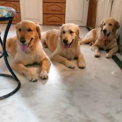 A picture-perfect moment with three of our golden boys. Ceaser, Muffin, and Archie lined up perfectly for a photo. It's not every day we get them to sit still like this, but when we do, it's magical.