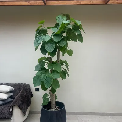 The Ficus Umbellata is a perfect focal point for any indoor setting. Its thick trunk and lush, oversized leaves create a stunning visual, especially when paired with a large, textured planter like this black ribbed one.