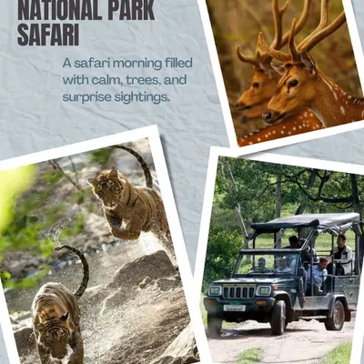 A safari morning in Nagarhole National Park is filled with calm, trees, and surprise sightings. Look out for tigers, deer, and a rich variety of birdlife on our guided jeep safaris.