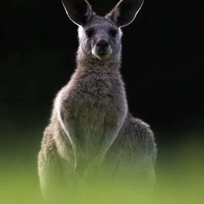 I captured this Eastern Grey Kangaroo at Lysterfield Park in Melbourne as the sun was setting. By positioning myself against the dying light, I was able to create this powerful rim-lit portrait, highlighting its form against the dark background and lush green grass.