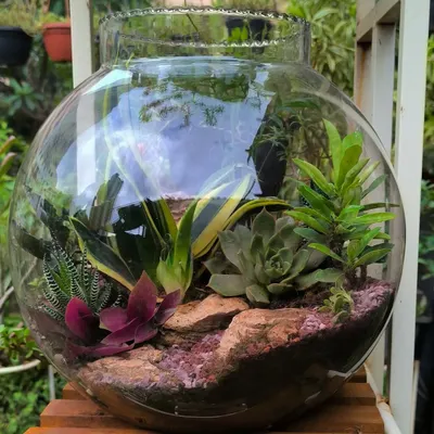 A large, round glass bowl terrarium that makes a stunning statement piece. This one contains a mix of succulents and a variegated snake plant, nestled among rocks and soil layers.