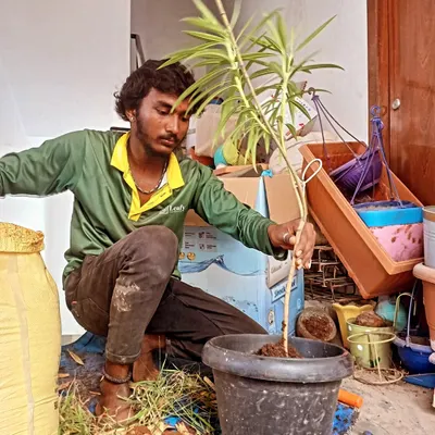 Here is a candid shot of me during a garden maintenance job in Arekere. This is the core of what I do: carefully handling each plant, ensuring it is potted correctly in fresh soil so it has the best chance to thrive.