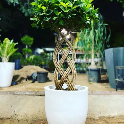 This Ficus bonsai with an intricately braided trunk is a great example of the unique, artistic plants I offer. It’s a living sculpture that adds a touch of elegance to any room, shown here in a simple white ceramic pot.