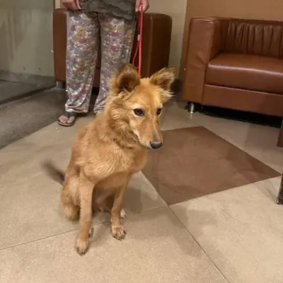 This is a female Indie mix who was found living in a nursery, not being well cared for. She is now being fed properly and will be vaccinated and spayed before adoption.