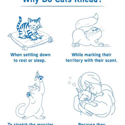 Why do cats knead, or "make biscuits"? This charming behavior is often a remnant from kittenhood and is associated with happiness and comfort. It's their way of showing they feel safe and loved.