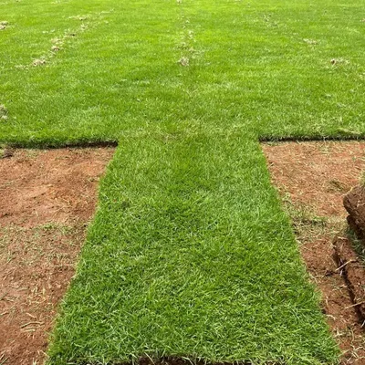 A freshly laid piece of my pure Mexican grass turf. You can see how thick and green it is, ready to create an instant lawn.