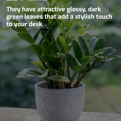 The ZZ Plant is a perfect desk companion. Its attractive, glossy dark green leaves add a stylish touch and it thrives on neglect, so you can focus on your work.
