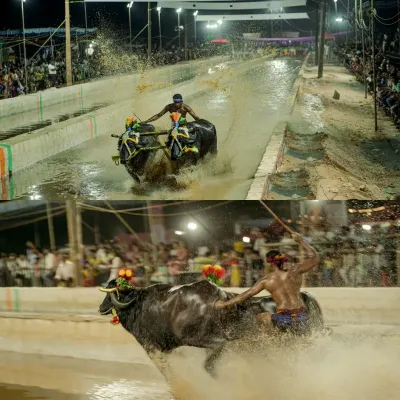 This collage captures the essence of Kambala. The top frame shows the wide track and splashing mud, while the bottom frame is a tight shot of the jockey's skill and the raw power of the buffalo.