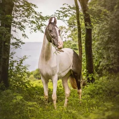 A majestic horse stands as a perfect muse amidst the glistening leaves of a monsoon forest. This is a moment where nature and a noble soul feel as one.