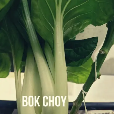 A close-up of Bok Choy growing in our hydroponic system. This versatile Chinese cabbage is one of the many crops we have perfected with our technology.